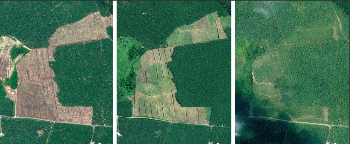 Airbus to Support Barry Callebaut with Satellite-Based Deforestation Monitoring